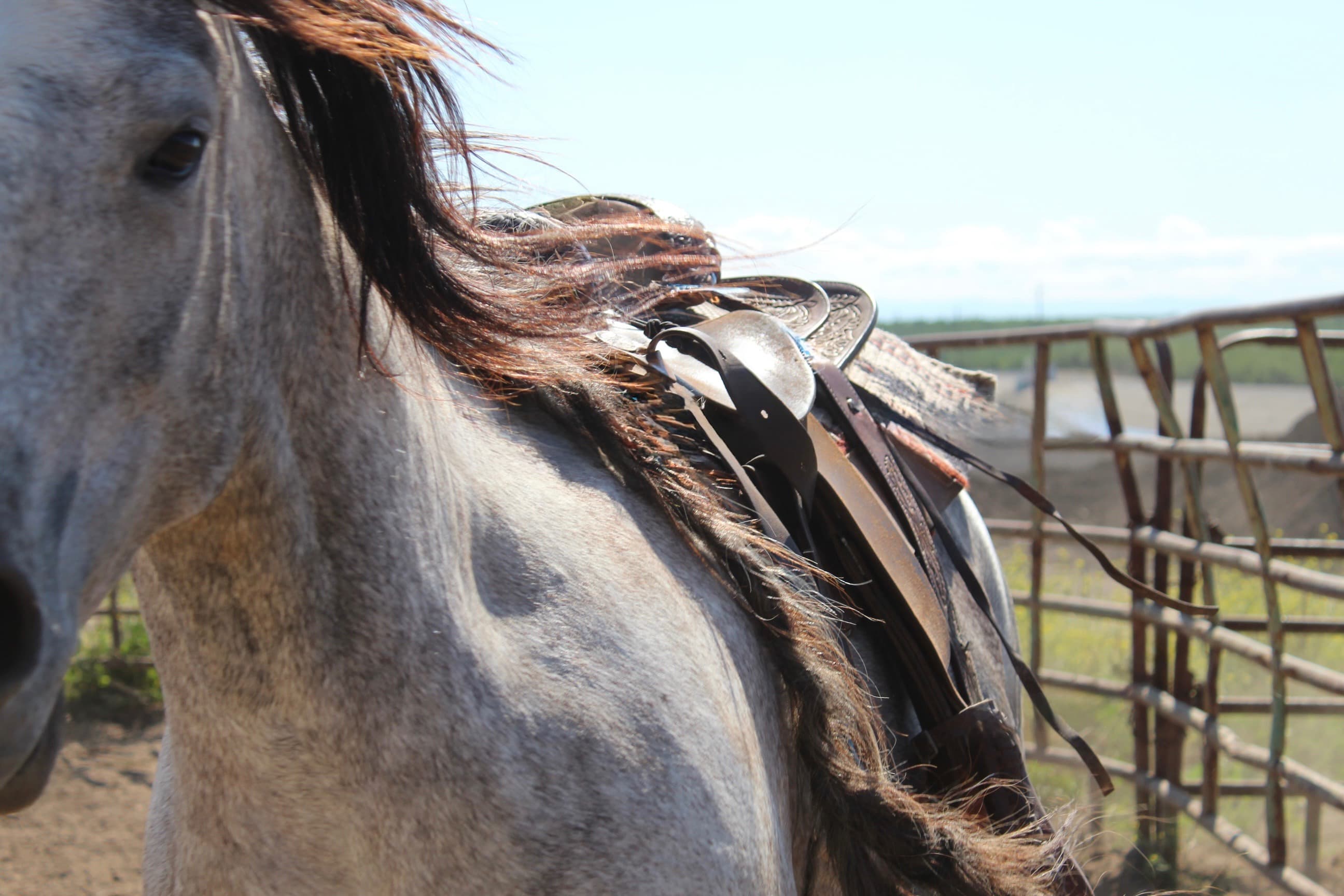 Equine work detail